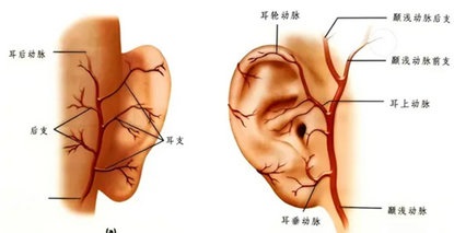 化身“精灵”有难度 险成“毒液”终康复